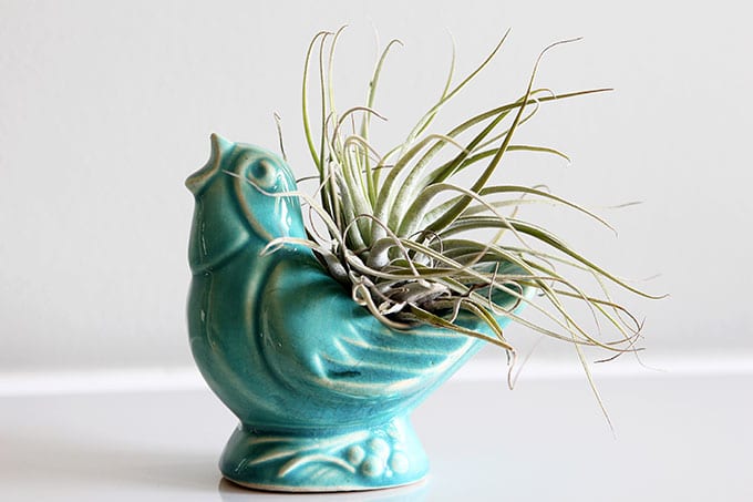 Air plants are an easy houseplant to grow! With just a few simple tips for caring for your air plants you'll soon be in love with these free spirits.