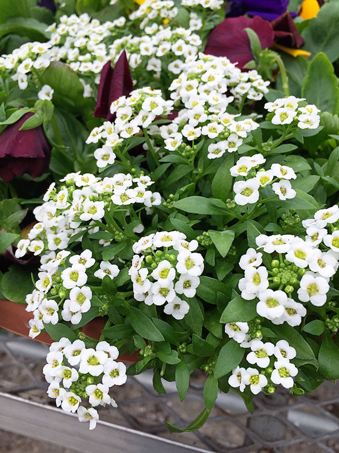 Alyssum (Lobularia maritima) - Cold tolerant early spring flowers to plant now and enjoy all spring long. These colorful plants can survive a light frost and keep looking great.