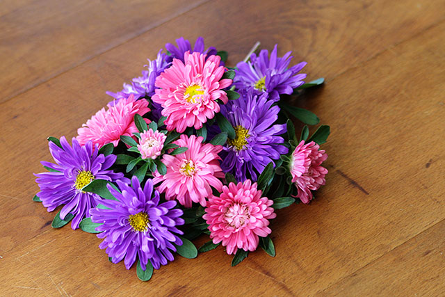 Aster flower heads used as an example on pinching back annuals