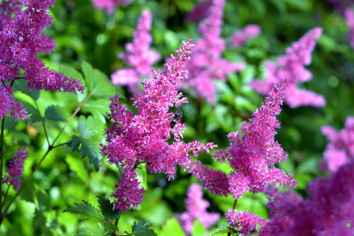 bright purple astilbe - a shade loving plant