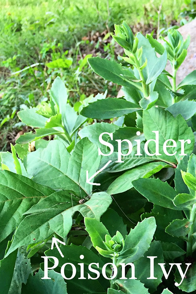 Bring color to your garden with these late summer flowers. Let's face it, by mid-July a lot of your annuals have gotten all leggy and even if they're not dead yet, they're not looking as spiffy as they did in May.