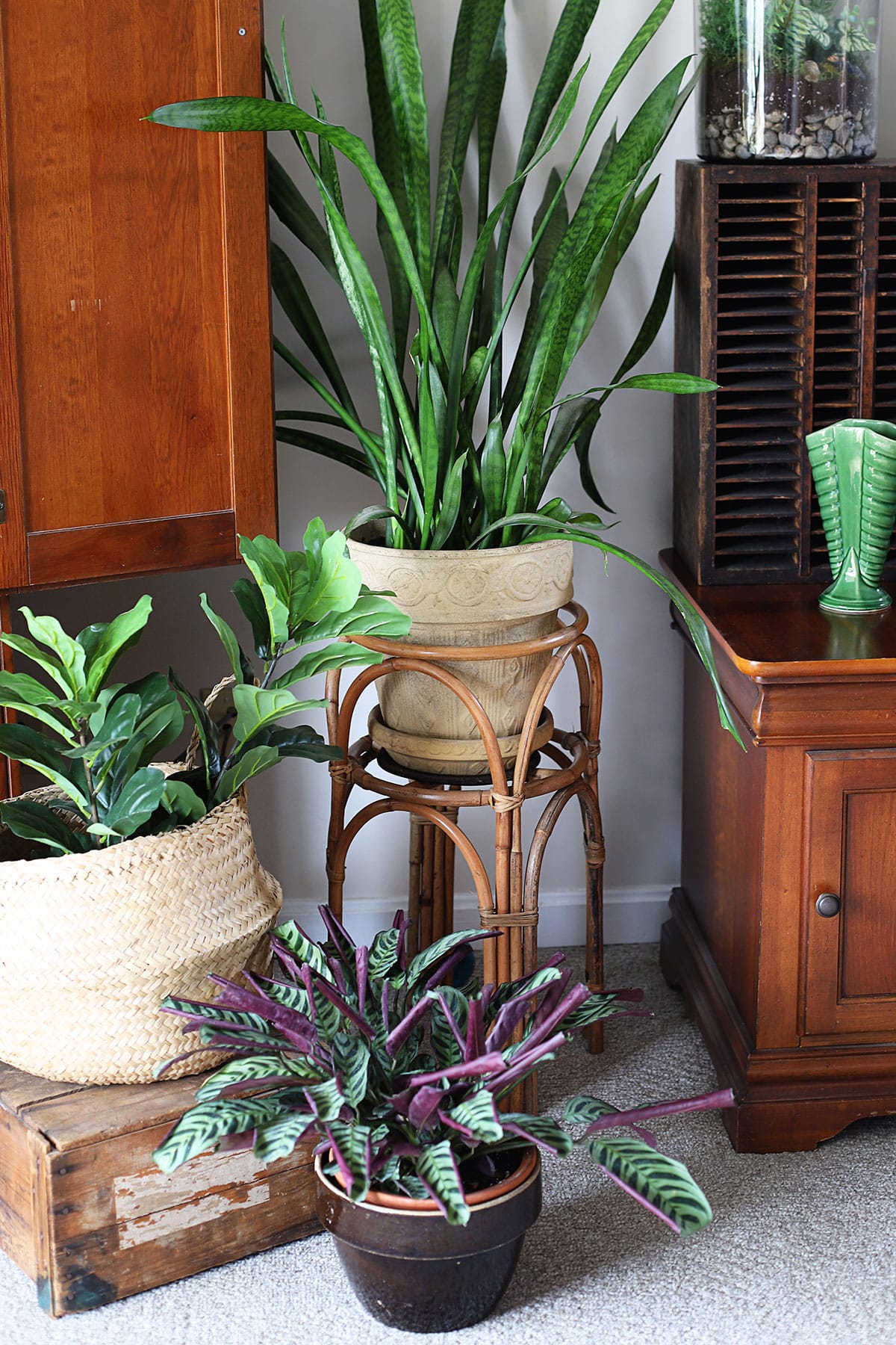 Bamboo plant stanf holding a snake plant. 