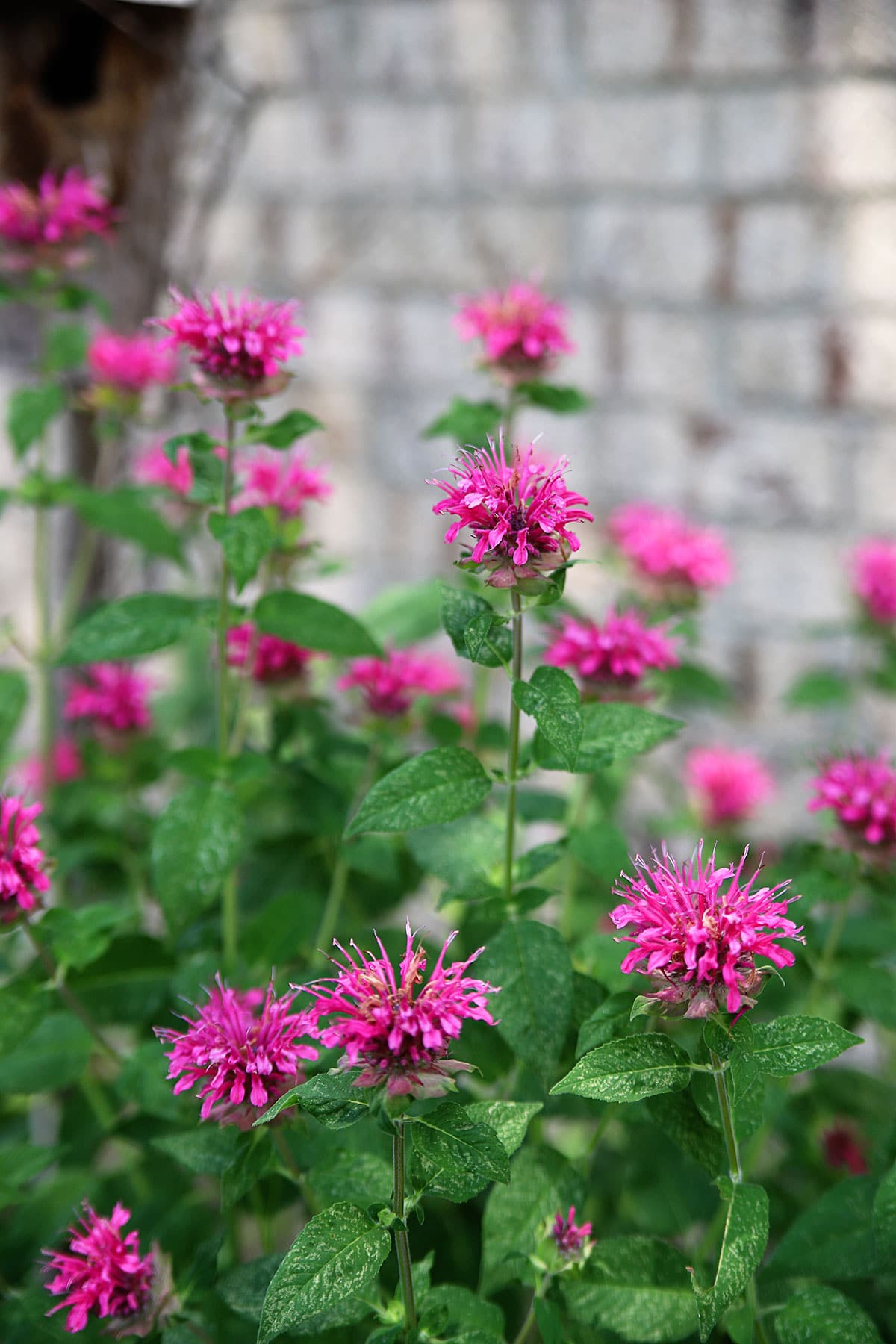 Bee Balm Panorama (Monarda didyma)