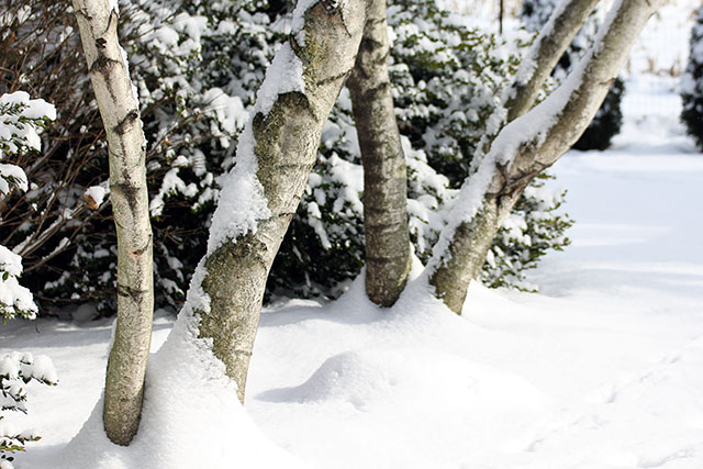 Birch trees in the snow