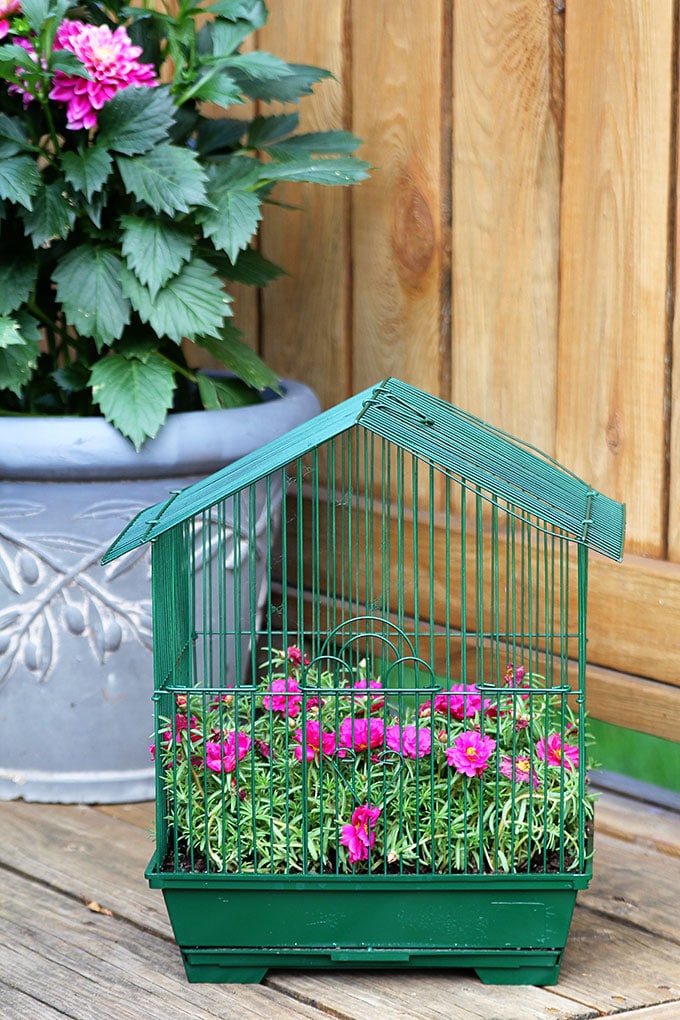 Planting flowers in a birdcage is a quick and easy DIY gardening project. This birdcage planter was repurposed from a parakeet cage found at a thrift store.