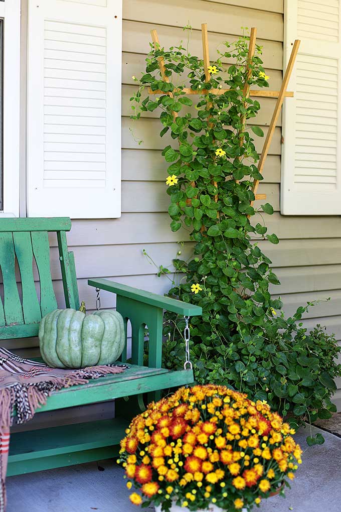 black-eyed Susan vine