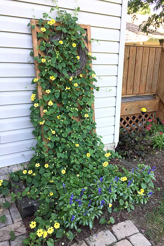 Growing a Black-eyed Susan vine 