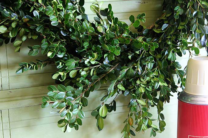 How to make a fresh boxwood wreath