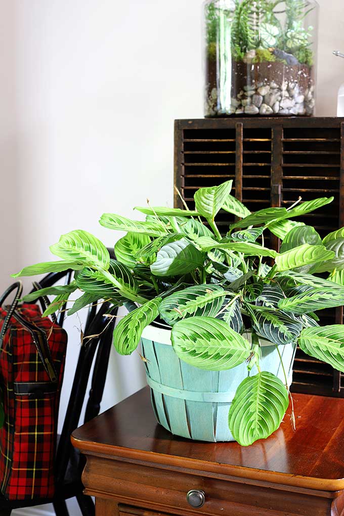 Bushel basket repurposed into a planter.