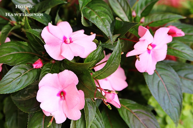 Looking for a SHOW STOPPING flower combo for your containers this year? This impressive low-maintenance combination is sure bet to wow the neighbors.