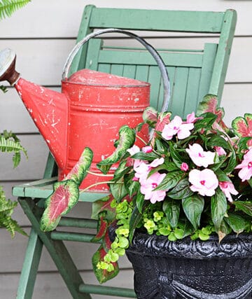 Mixed flower pot ideas.