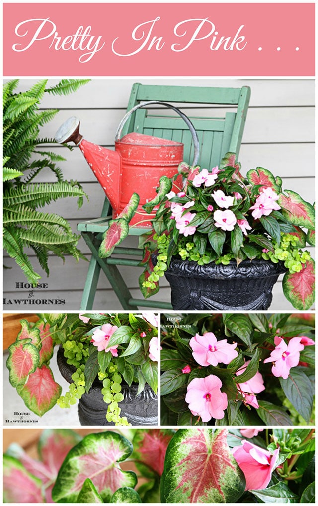 Looking for a SHOW STOPPING flower combo for your containers this year? This impressive low-maintenance combination is sure bet to wow the neighbors.