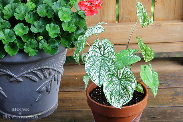 Caladium is a old fashioned flower making a huge comeback this year