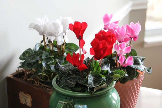 Cyclamen care instructions for growing the cheeriest, most colorful indoor winter plants. Easy to follow growing tips to brighten up your winter home decor.