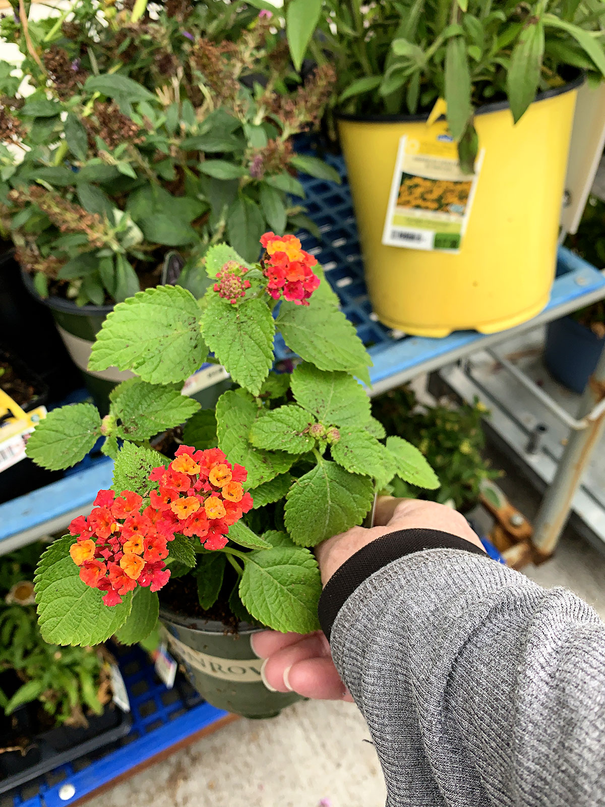 Cherry Sunrise lantana from Monrovia on the clearance rack at Lowe's.