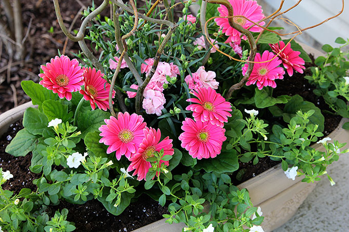 Calibrachoa, Dianthus and Gerbera Daisy