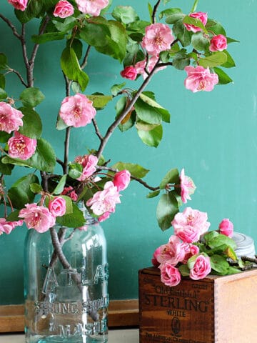 Gorgeous pink crabapple blooms against a vintage green chalkboard.