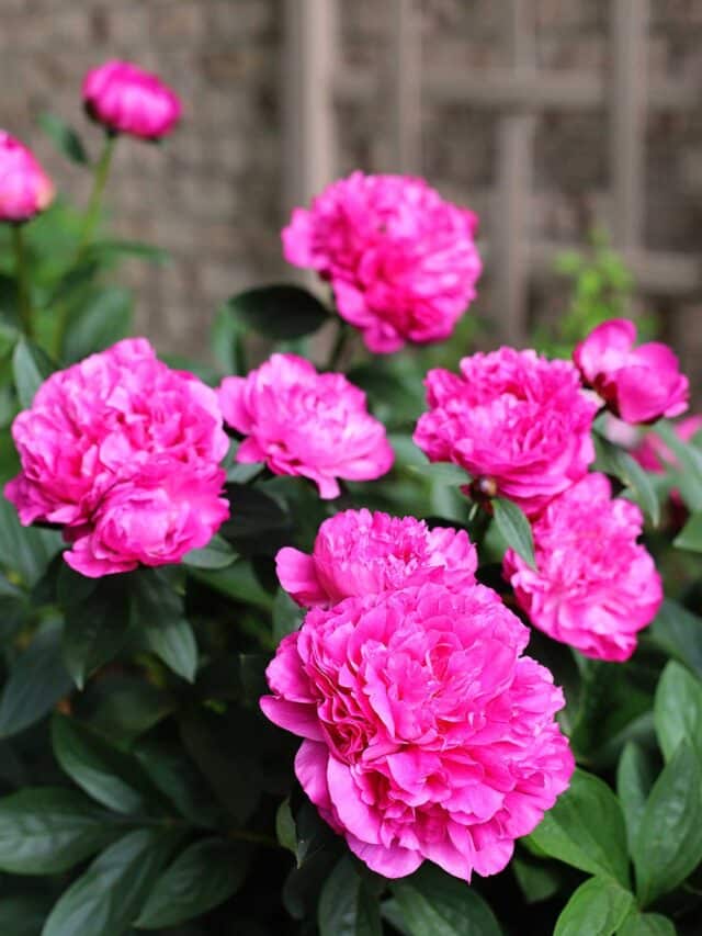 Caring for your peony bush - tips and tricks.