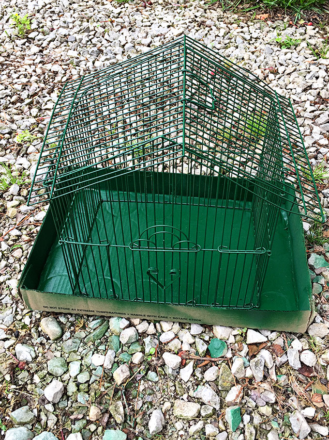 Decorative birdcage planter being spray painted