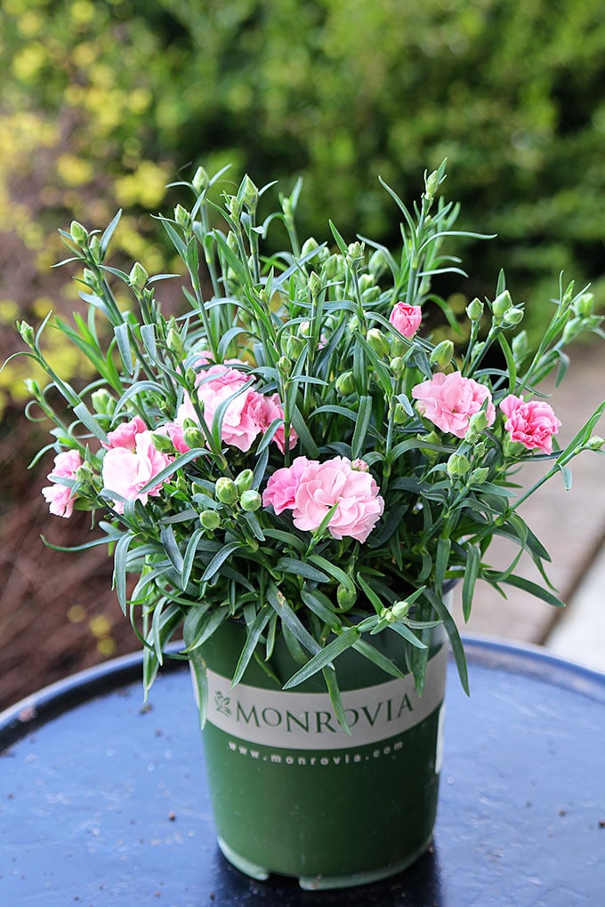 Sunflor Orinoco Dianthus