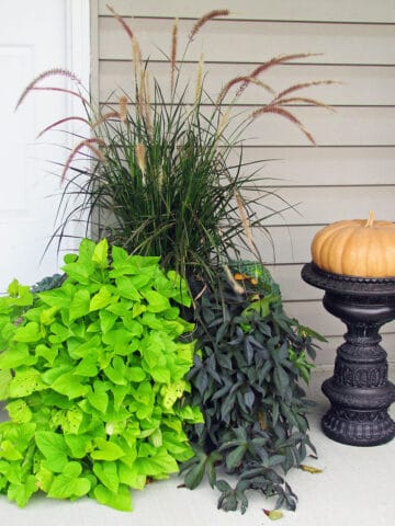 A Cinderella pumpkin on top of a black urn next to a planter with grasses and potato vine.on a fall front porch.