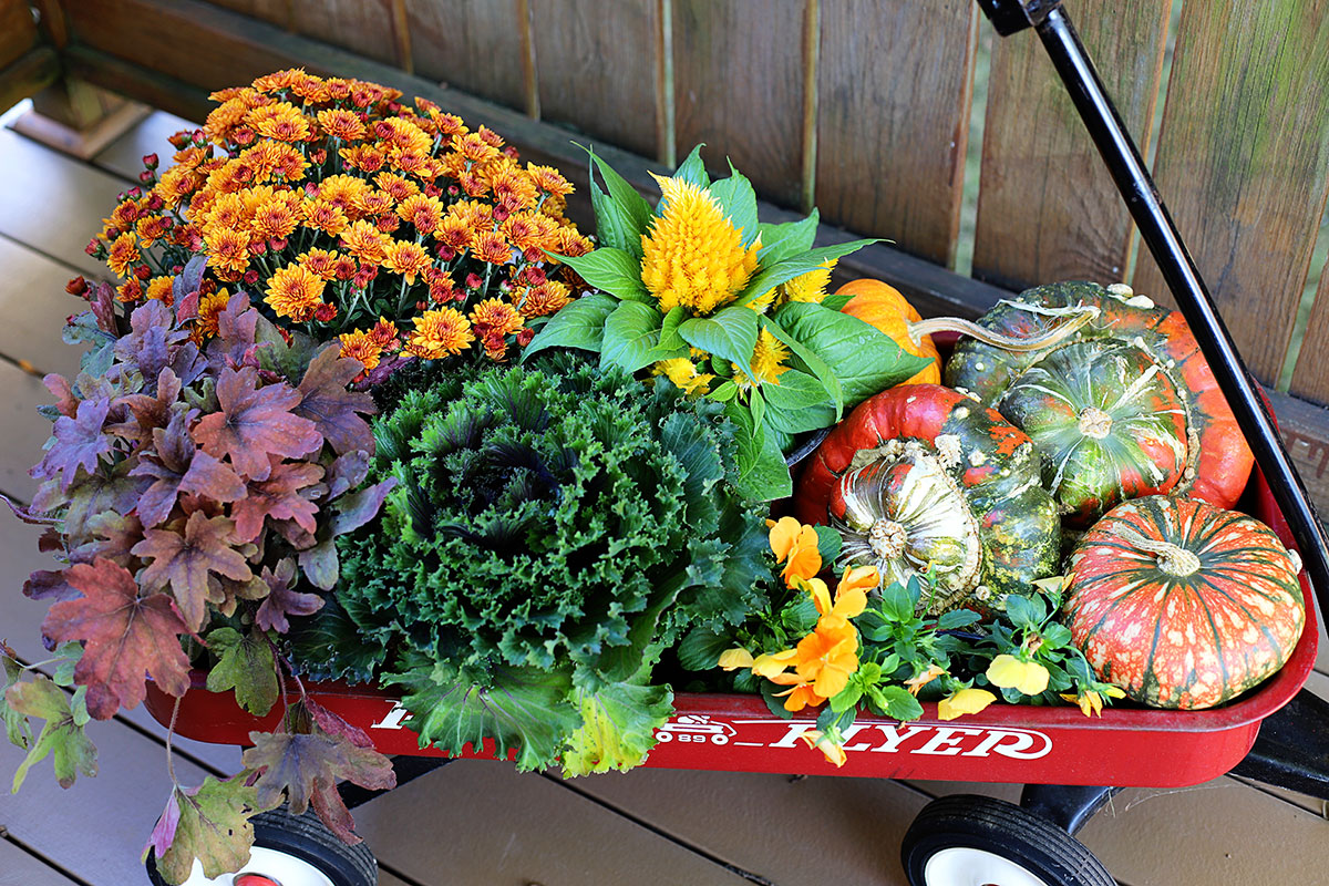 Fall garden plants to fill an urn.