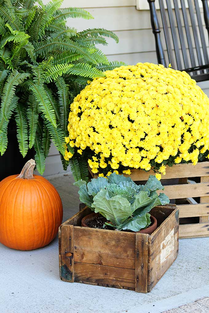 Mums and cabbage on the porch for fall