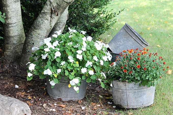 Galvanized pails, buckets and tubs for fall decor