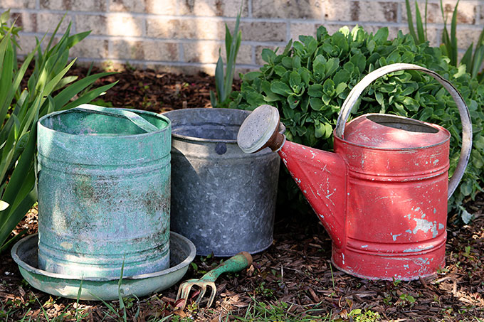 A chicken feeder or waterer filled with succulents is a great way to add a little farmhouse decor to your garden, porch or patio this summer. Other farmhouse garden planter ideas and tips on growing succulents are included!