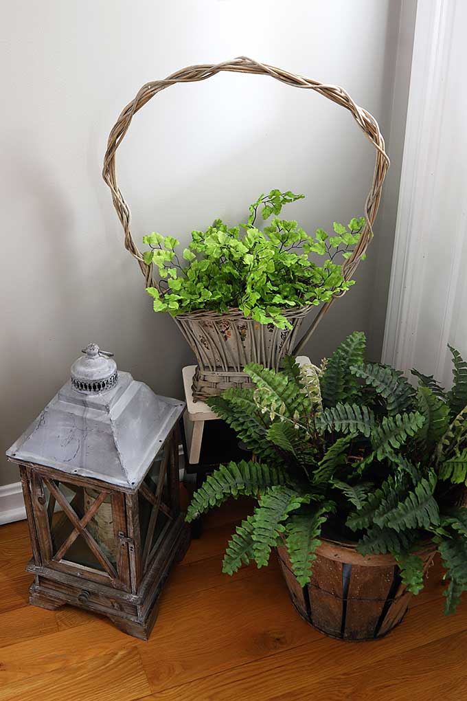 Ferns in baskets