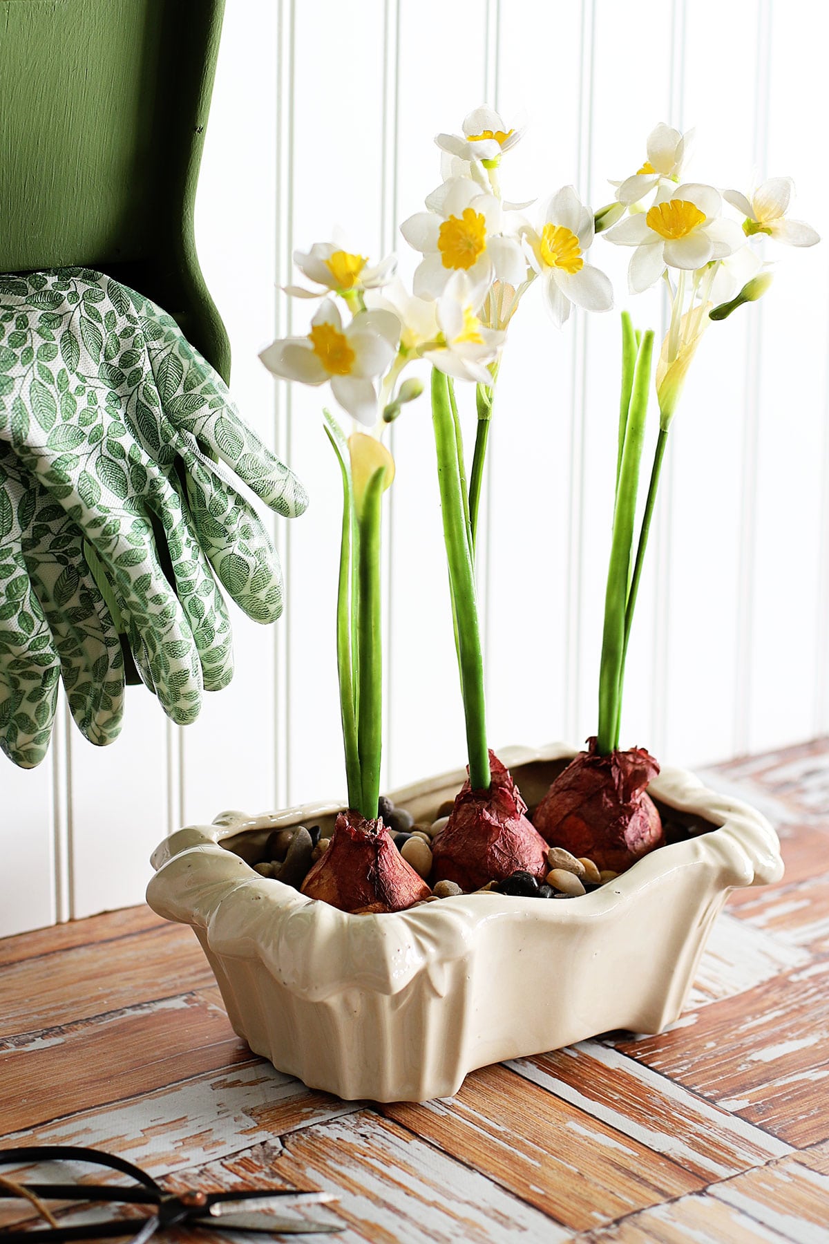 Mini narcissus bulbs planted in a white ceramic pot. 