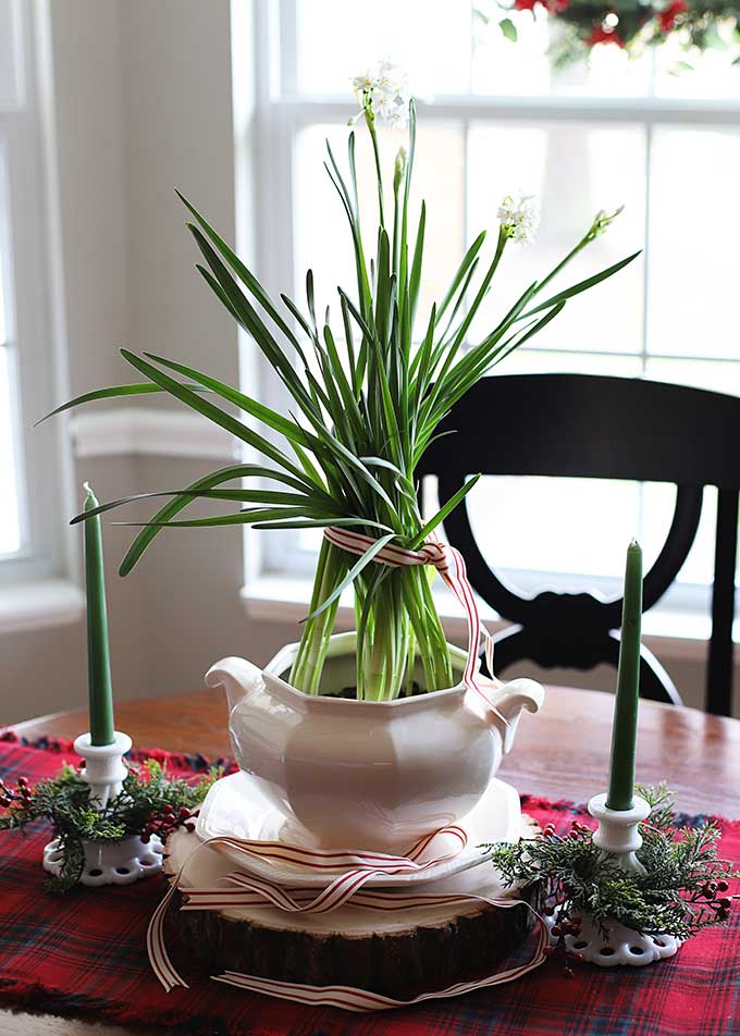 Floppy paperwhites can be tied with ribbon or twine