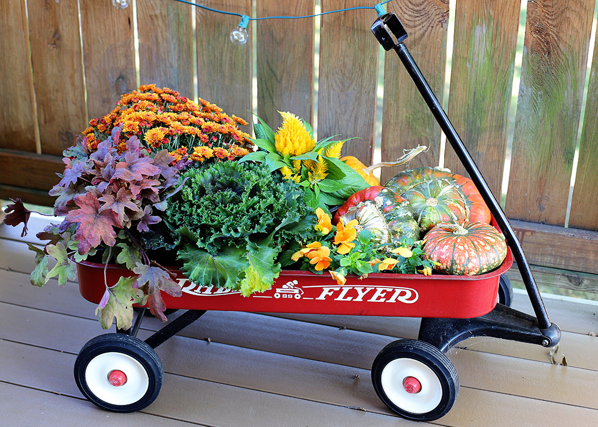 Assorted fall plants in a toy red wagon.