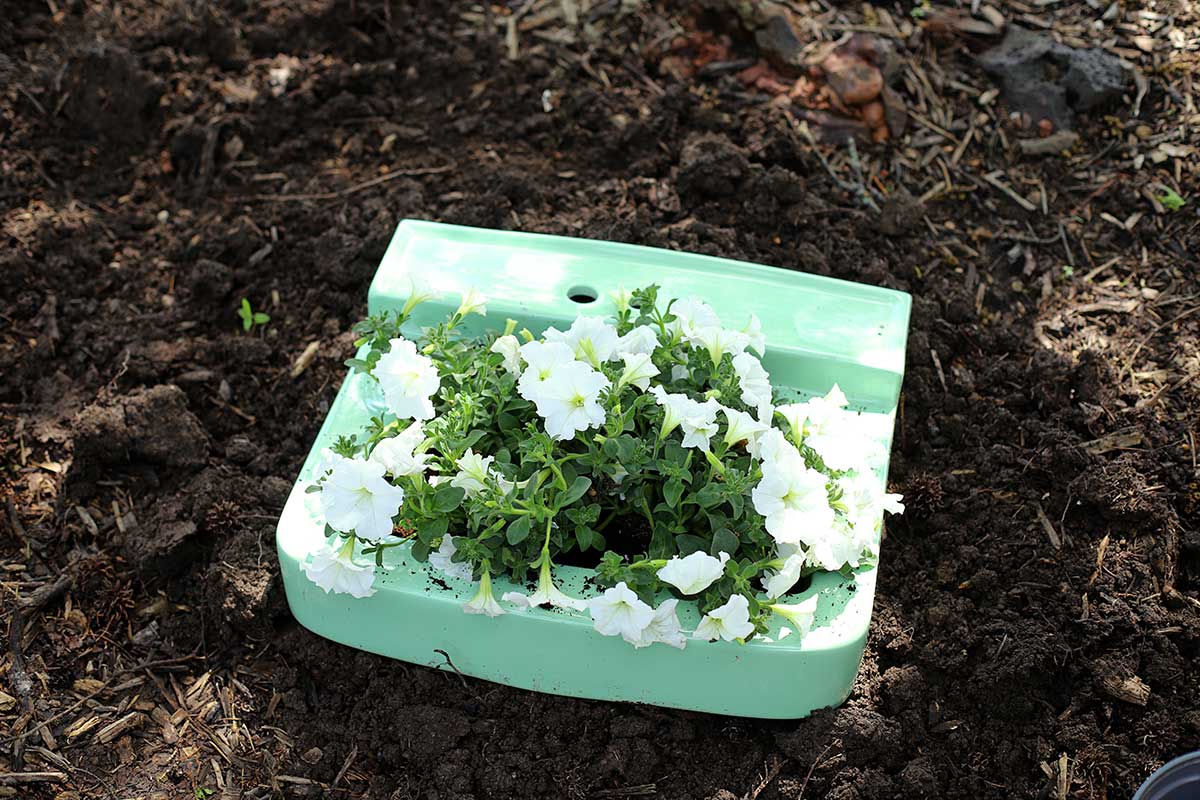 white flowers planted in porcelain sink