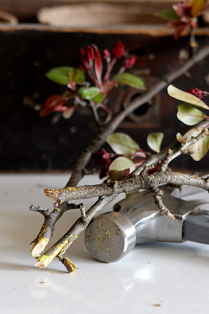 Forcing flowering branches to bloom is one of the easiest ways to bring spring inside! Includes easy instructions on how and when to cut your branches and tips on arranging them.