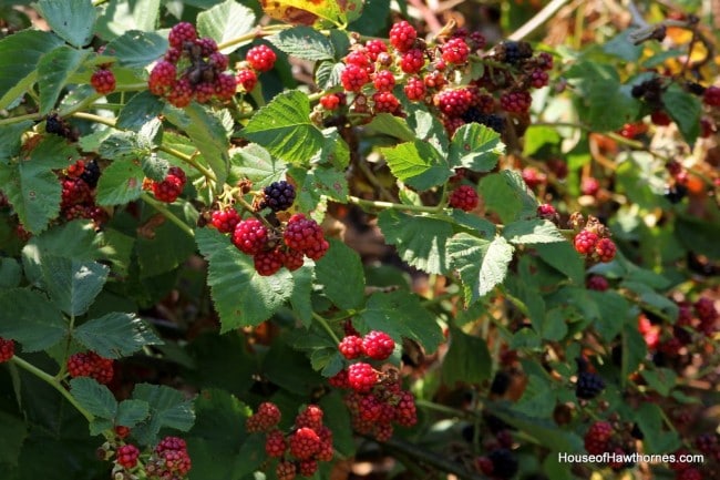 Raspberries at the Franklin Park Conservatory Community Garden