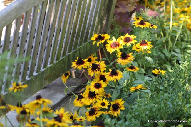 Black-eyed Susan at the Franklin Park Conservatory Community Garden