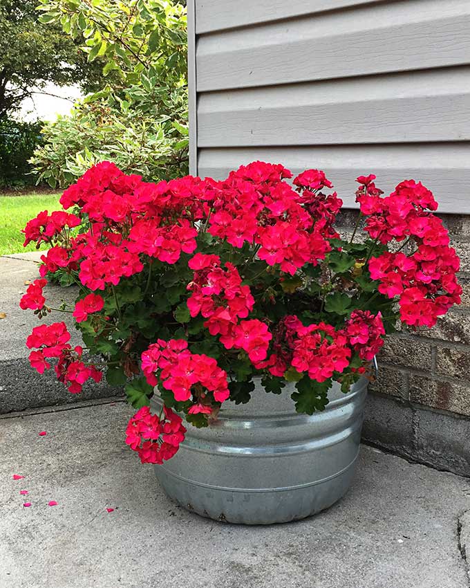 Bright pink geraniums in a galvanized tub