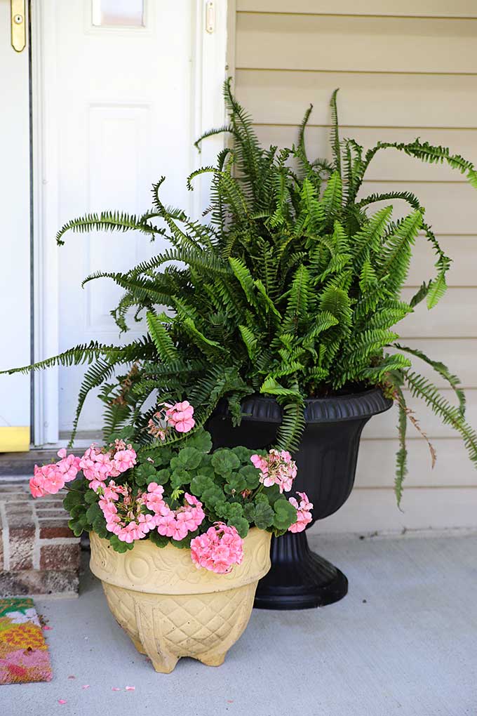 Kimberly Queen porch fern in an urn