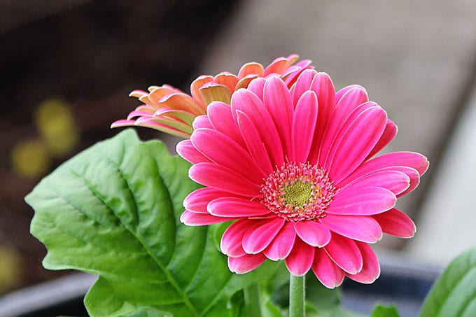 Jaguar Gerbera Daisy