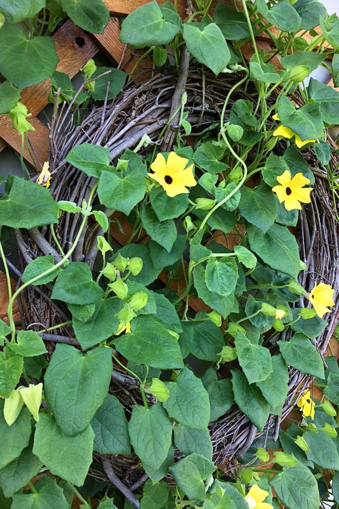 Black-eyed susan vine on a wreath