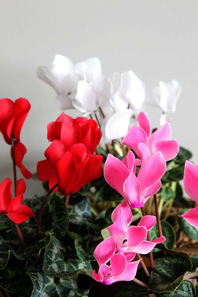 Cyclamen care instructions for growing the cheeriest, most colorful indoor winter plants. Easy to follow growing tips to brighten up your winter home decor.