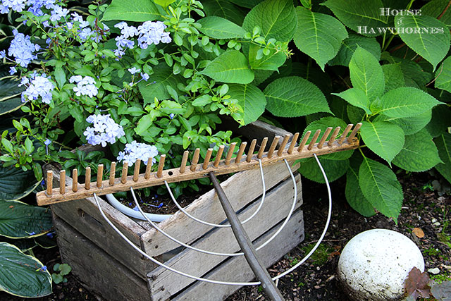 Vintage wooden hay rake next to my gorgeous Plumbago flowers