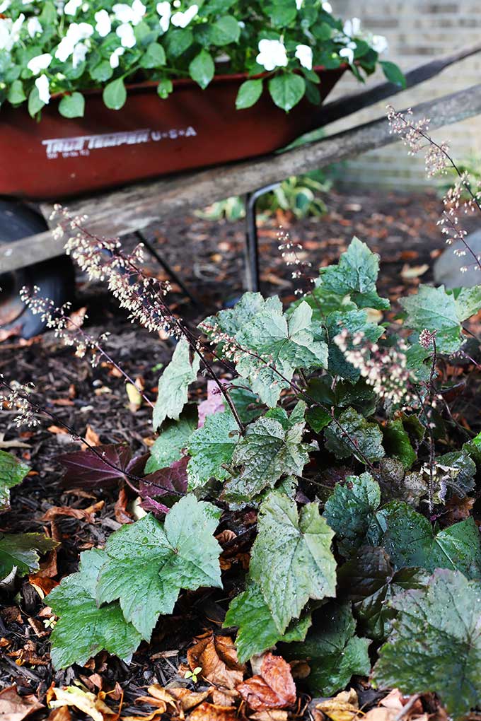 Coral Bells aka Heuchera - One of 5 Fabulous Perennials For Your Summer Garden