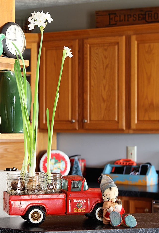 Growing paperwhites in mason jars for Christmas.