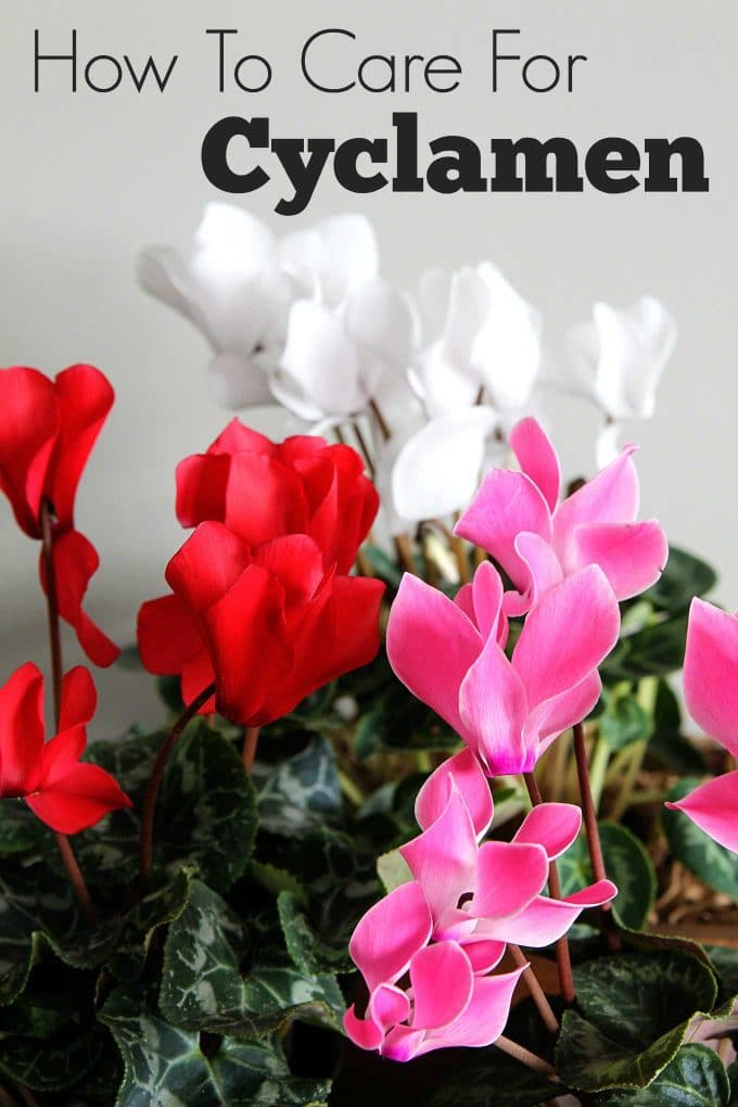 Cyclamen care instructions for growing the cheeriest, most colorful indoor winter plants. Easy to follow growing tips to brighten up your winter home decor.