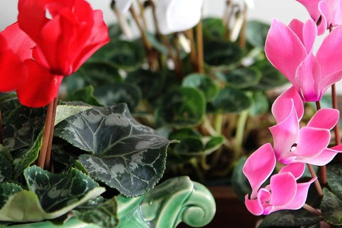 Cyclamen care instructions for growing the cheeriest, most colorful indoor winter plants. Easy to follow growing tips to brighten up your winter home decor.