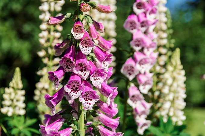 Majestic foxglove growing in a field