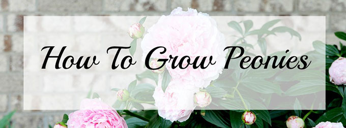 How-To-Grow-Peonies