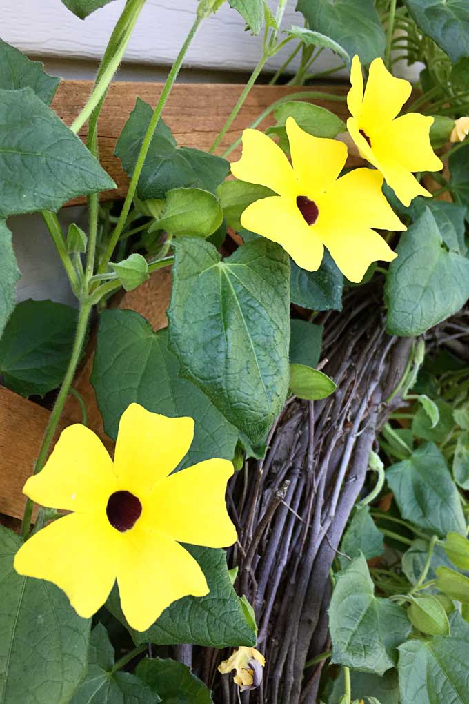 Black-eyed susan vine on a trellis